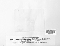 Clavulina rugosa image